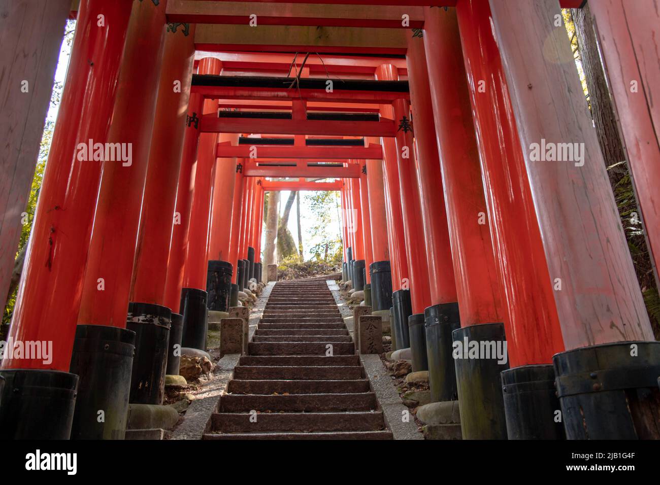 Senbon Torii (Tausende von Zinnobertorii-Toren) von Fushimi Inari-taisha. Weg führt in den Wald der heiligen mt. Inari. Übersetzung : Votivopfer Stockfoto