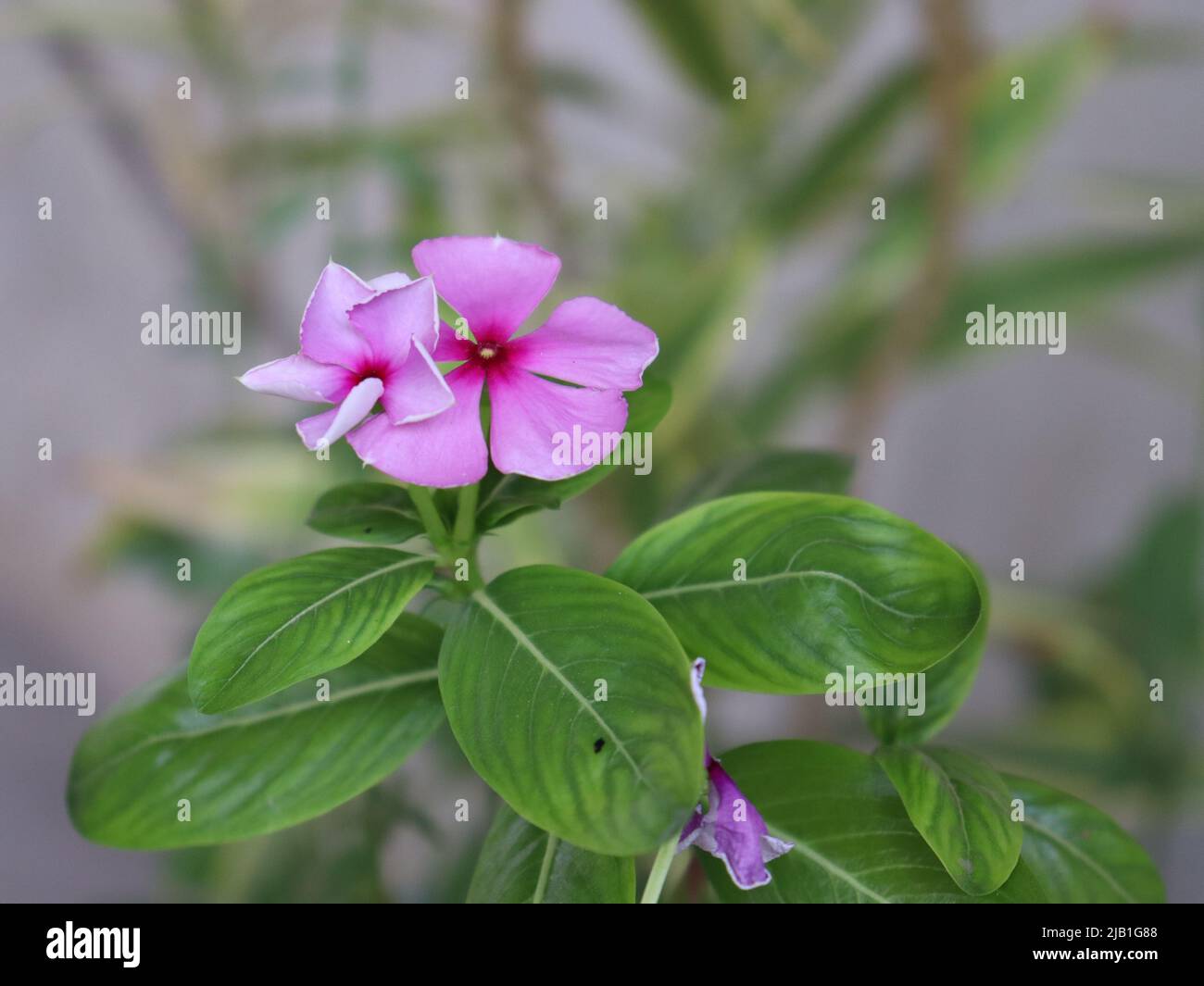 Sadabahar wunderschöne Blume im Garten Stockfoto