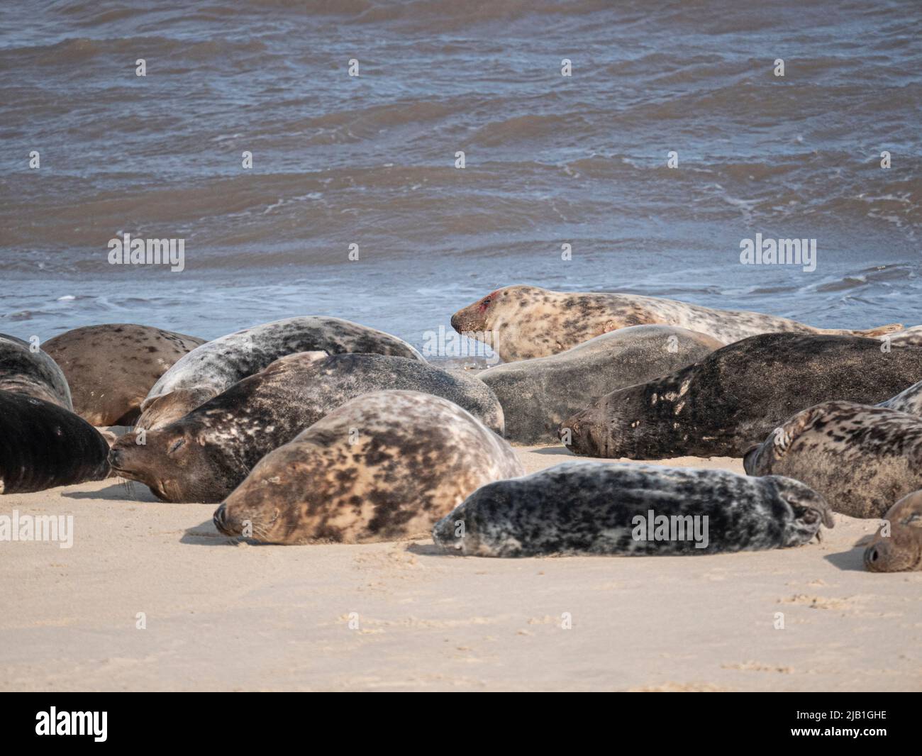 Grey Seals am Strand von Horsey Gap Norfolk Stockfoto