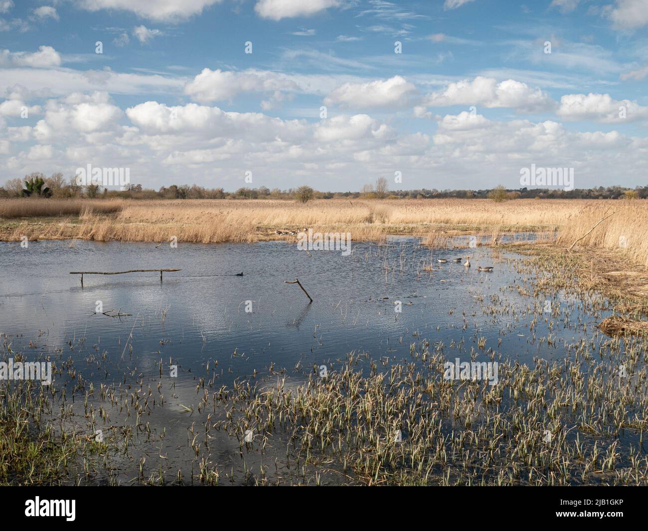 Norfolk Wetlands Strumshaw Fen Nature Reserve Stockfoto