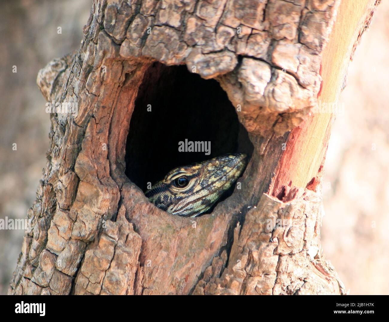 Das Foto wurde während einer Wildtiersafari im Yala National Park in Sri Lanka aufgenommen, als diese erstaunliche Kreatur durch ein Loch in einem Baum aufging Stockfoto