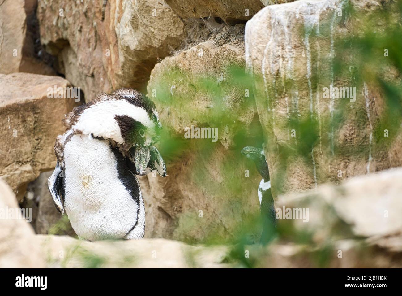 Pinguine mit schwarzen und weißen Federn Tierfoto in Nahaufnahme des Vogels. Detaillierte Aufnahme Stockfoto