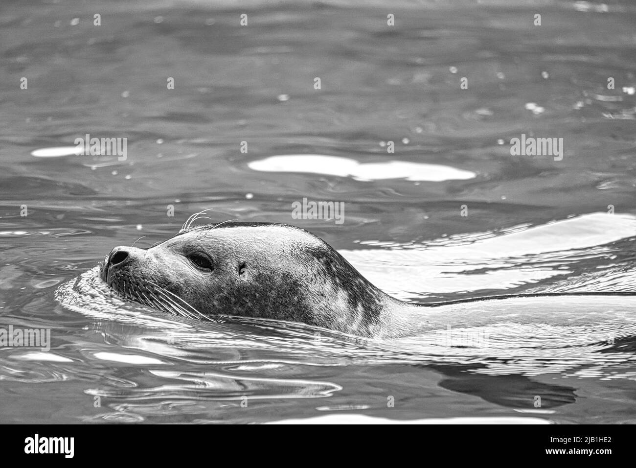 Robbe in schwarz und weiß, schwimmend im Wasser. Nahaufnahme des Säugetiers. Gefährdete Arten in Deutschland. Tierfoto Stockfoto
