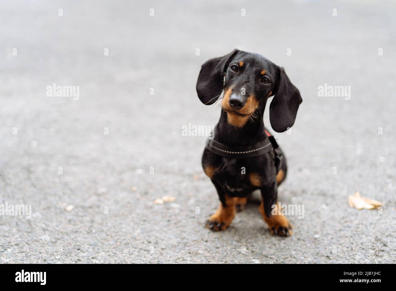 Porträt eines Dachsbundes Welpenhundes, der auf dem Boden sitzt und mit gekipptem Kopf auf die Kamera blickt Stockfoto