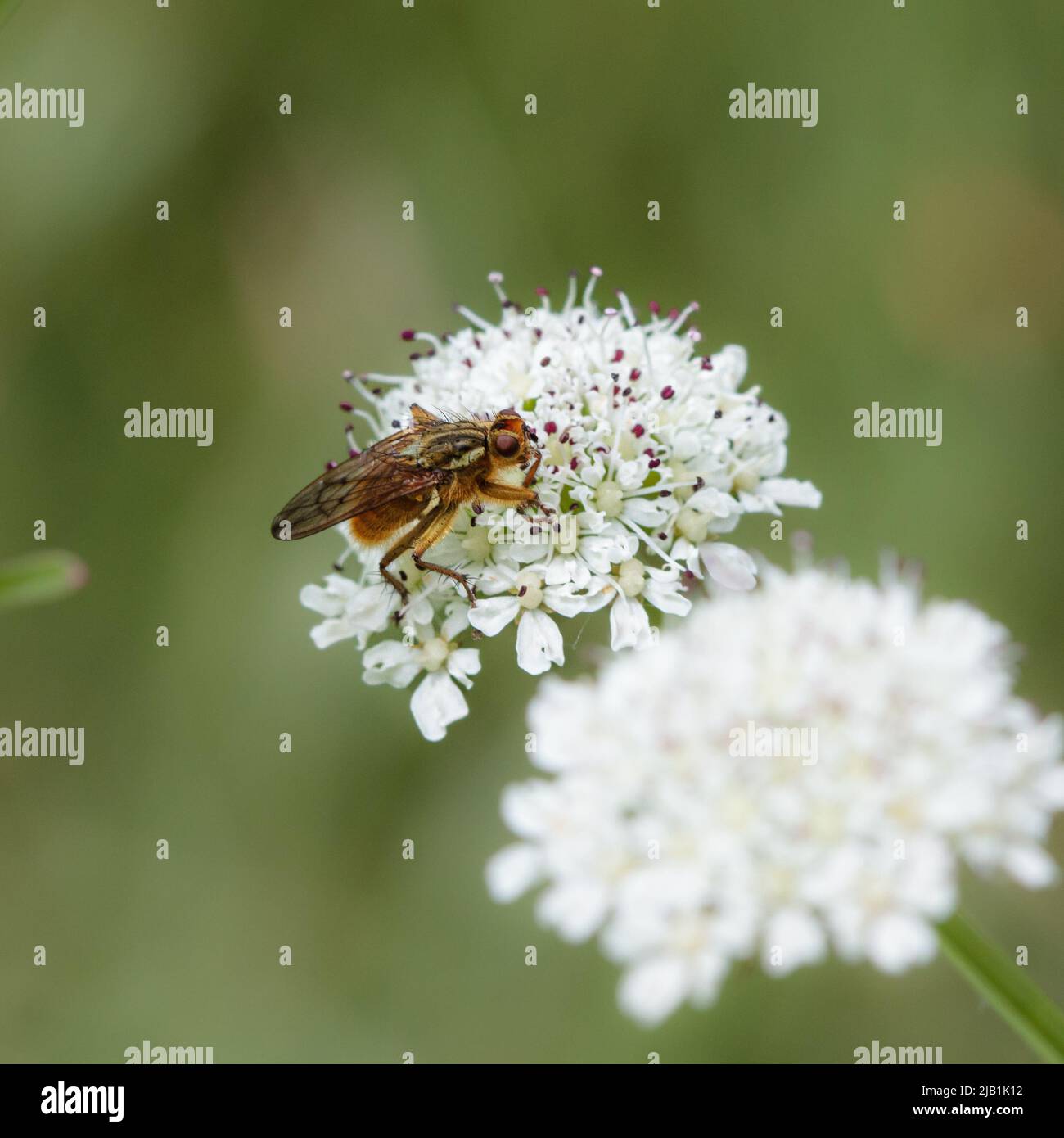 Schwebfliege (Syrphidae) besiedelt auf Pignut (Conopodium majus) Dolde. Bild in dominanten Grüntönen. Stockfoto