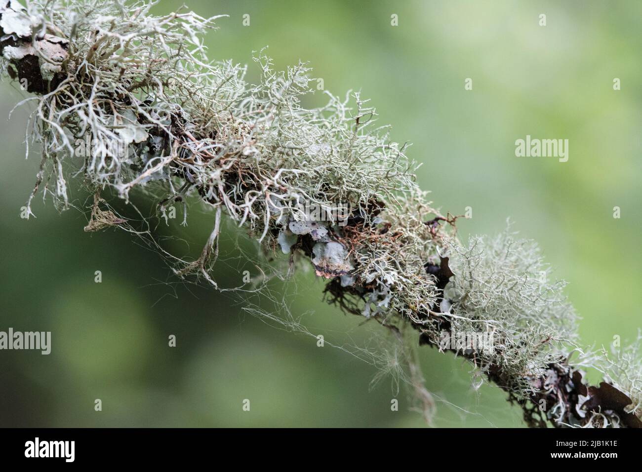 Flechten und Moose, die auf einem kleinen Zweig in Wäldern nahe der Küste von Cornwall leben Stockfoto