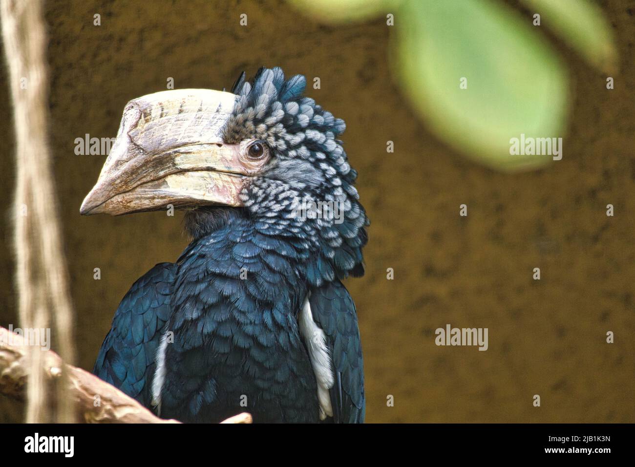 Silberfarbener Hornschnabel auf einem Ast. Buntes Gefieder. Großer Schnabel australischer Vögel. Tierfoto Stockfoto