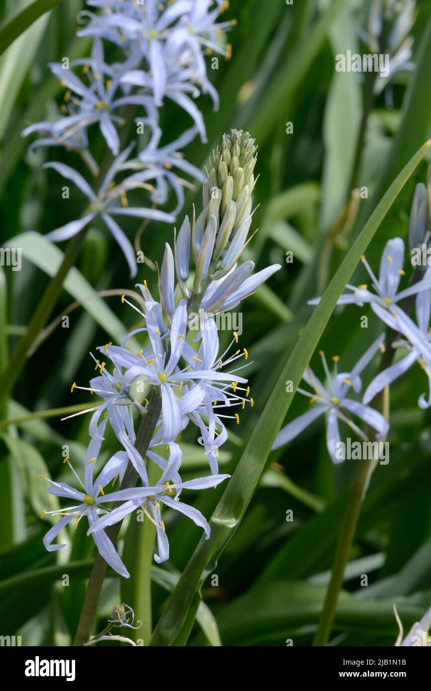 Camassia Cusickii blau aufrechte mehrjährige lange Stängel von blauen sternartigen Blüten Stockfoto