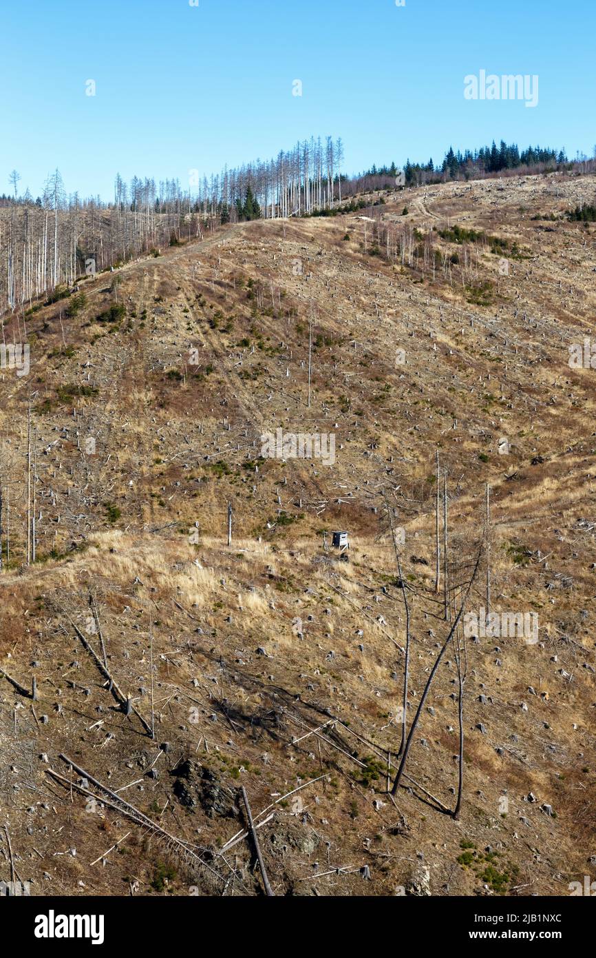 Umweltzerstörung Klimawandel Krise Umwelt Landschaft Natur Wald Wald Dieback Portrait Format am Brocken im Harz Stockfoto