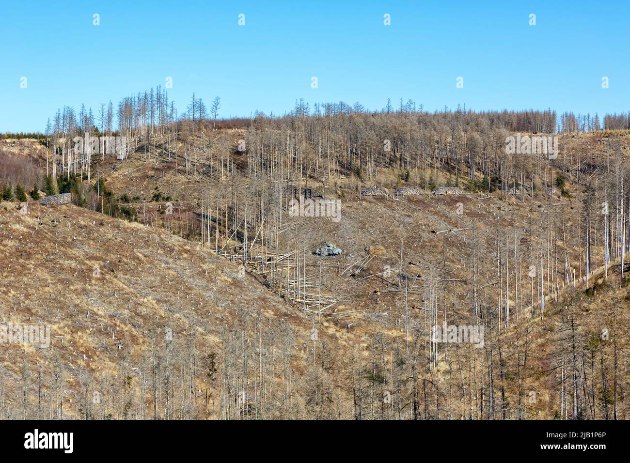 Umweltzerstörung Klimawandel Krise Umwelt Landschaft Natur Wälder Waldverfall am Brocken im Harz, Deutschland Stockfoto