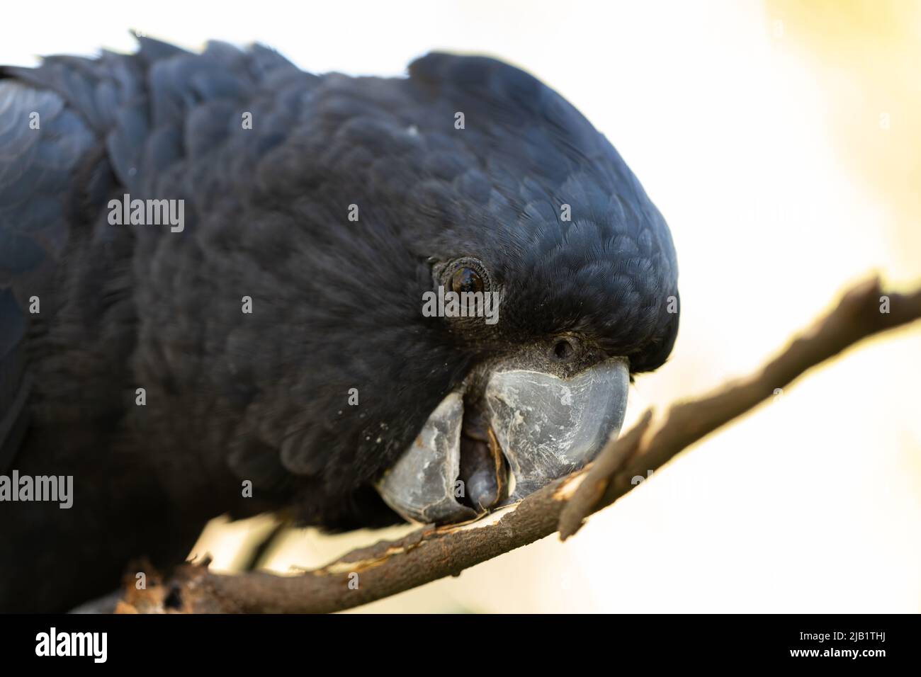 Ein australischer Rüde mit rotem Schwanz, einem schwarzen Kakadu (Calyptorhynchus banksii), ist ein Schnabel, um einem Ast die Rinde abzustreifen Stockfoto
