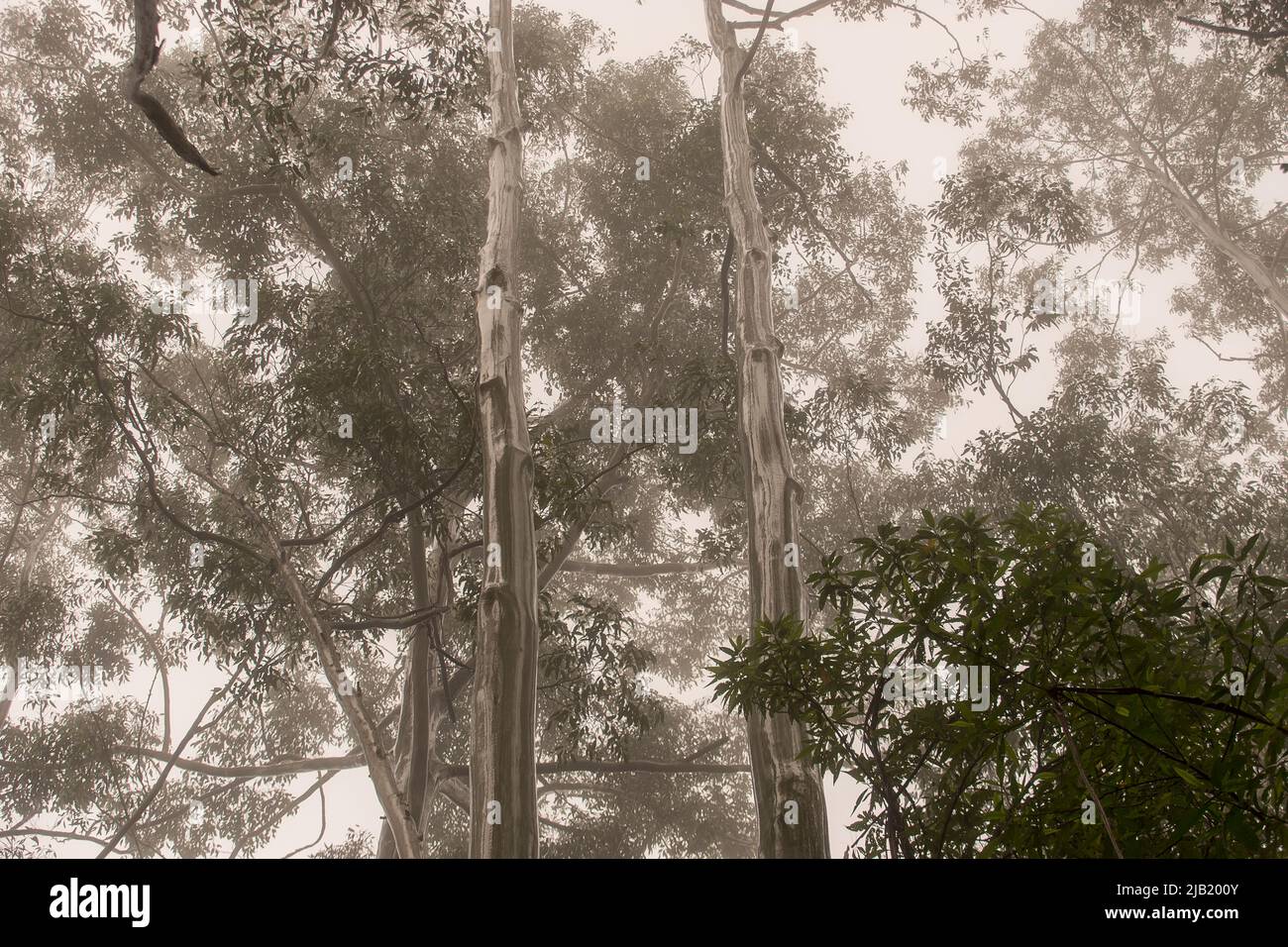 Blick in die Baumkronen von überflutetem Zahnfleisch, Eukalyptus grandis) nebliger, feuchter subtropischer Regenwald im Tiefland, Tamborine Mountain, Australien. Stockfoto