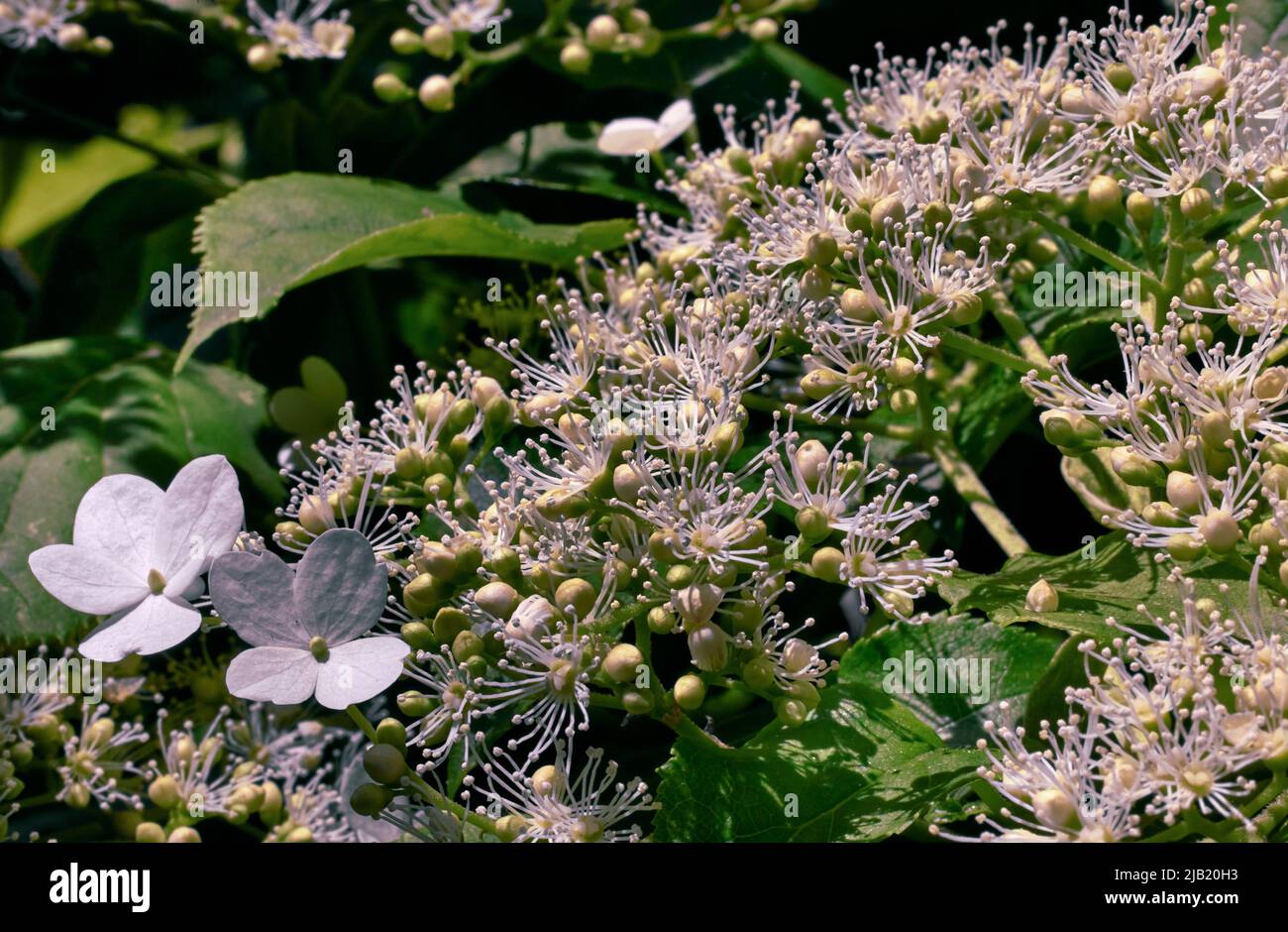 Nahaufnahme einer wunderschönen Kletterhortensie in den Sonnenstrahlen Stockfoto
