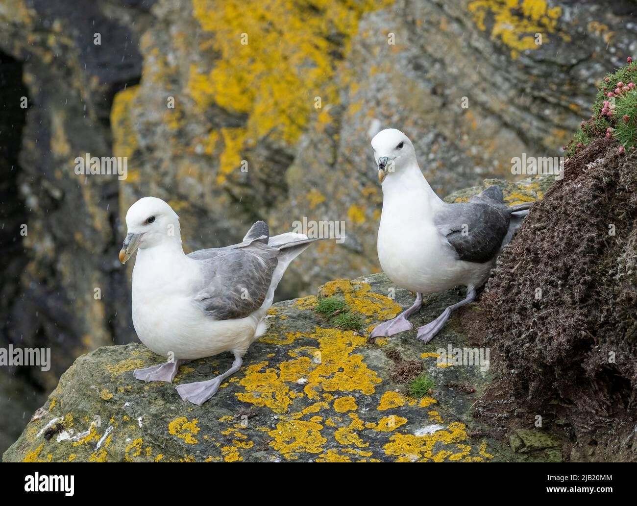 Fulmarer Vögel (Fulmarus glacialis) auf den Klippen von RSPB Marwick Head, Orkney Islands, Schottland. Stockfoto