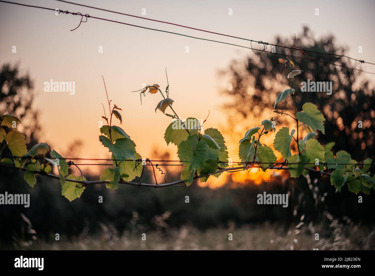 Junge grüne, zarte Weintraubenblätter mit Sonnenuntergang am Himmel im Hintergrund Stockfoto