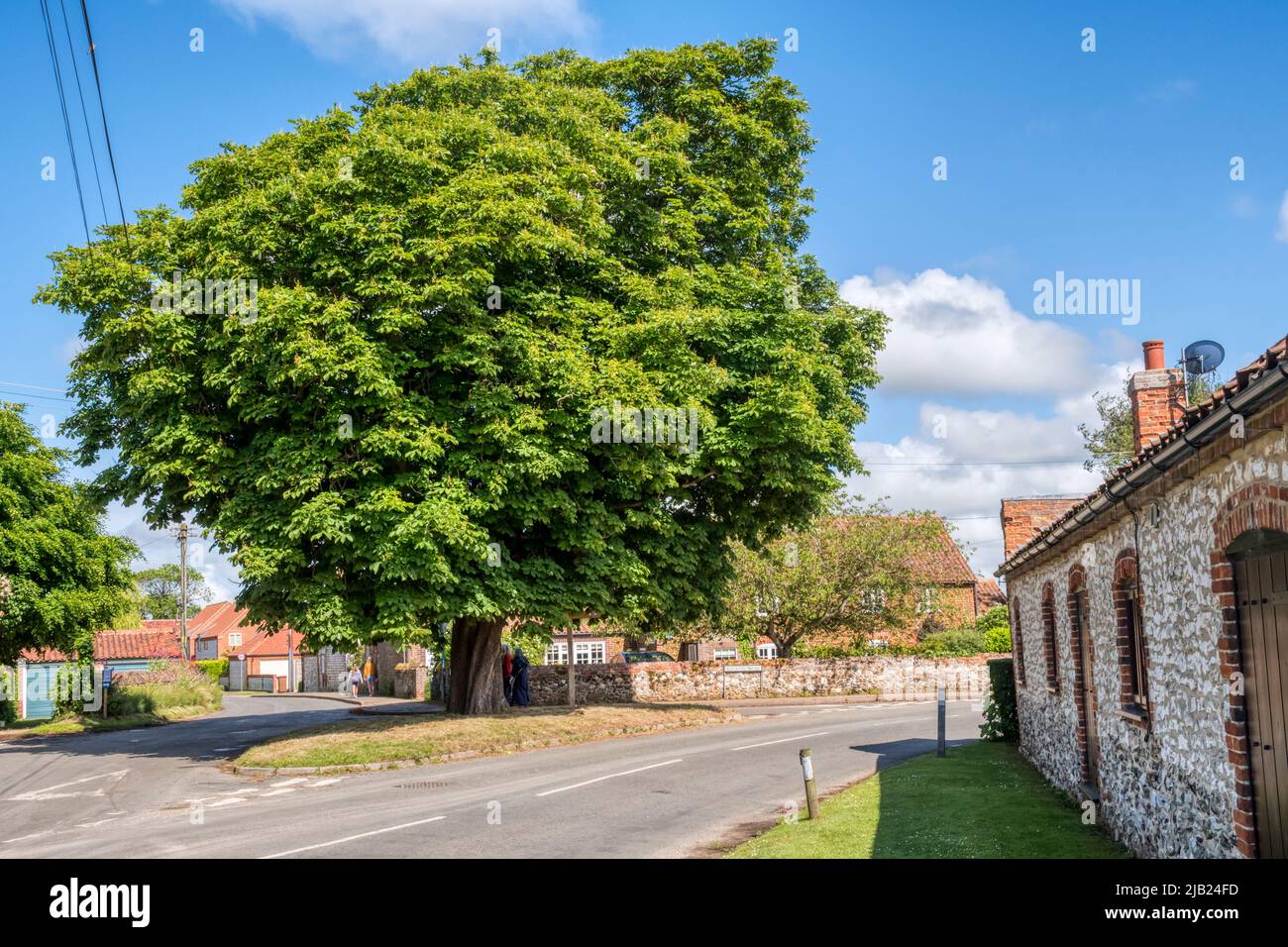 Großer Kastanienbaum im Zentrum des Dorfes Ringstead, nordwestlich von Norfolk. Stockfoto