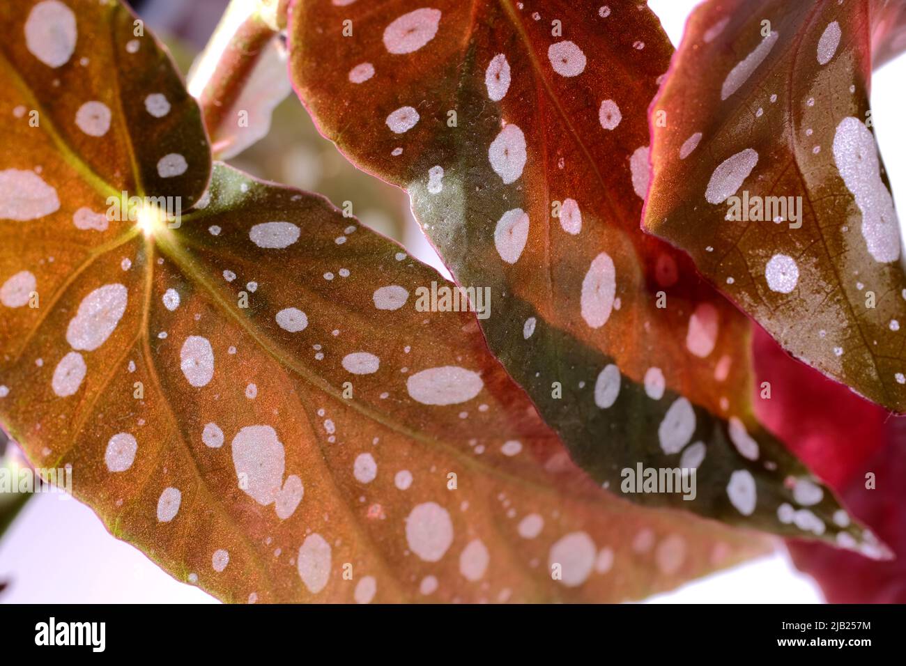 Begonia maculata Pflanze auf weißem Grund. Forellen-Begonia-Blätter mit silbernen Punkten und metallischem Schimmer, Nahaufnahme. Gefleckte Begonia-Zimmerpflanze mit pi Stockfoto
