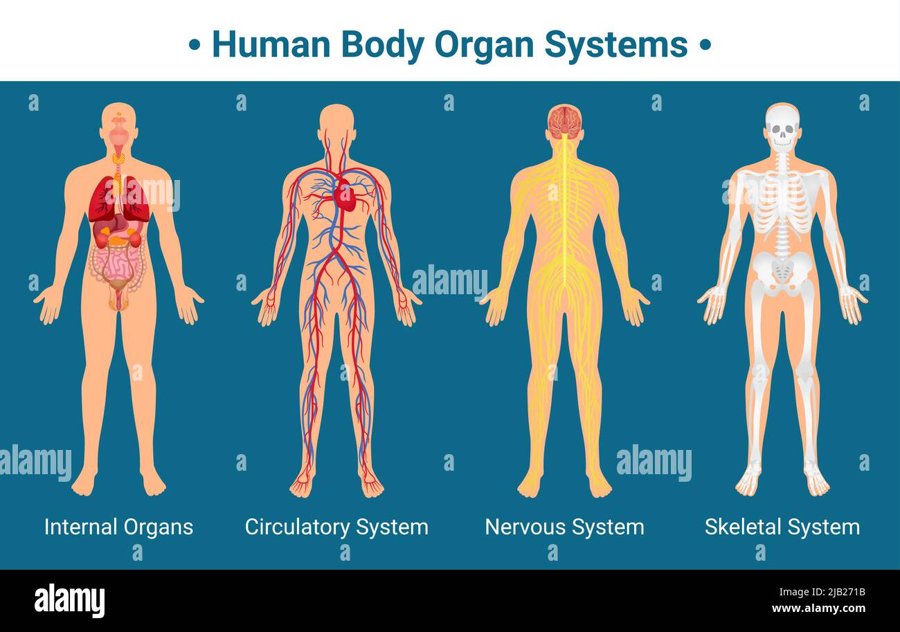 Menschlicher Körper innere Organe Kreislaufnervensystem und Skelettsysteme Anatomie und Physiologie flache pädagogische Poster Vektor-Illustration Stock Vektor