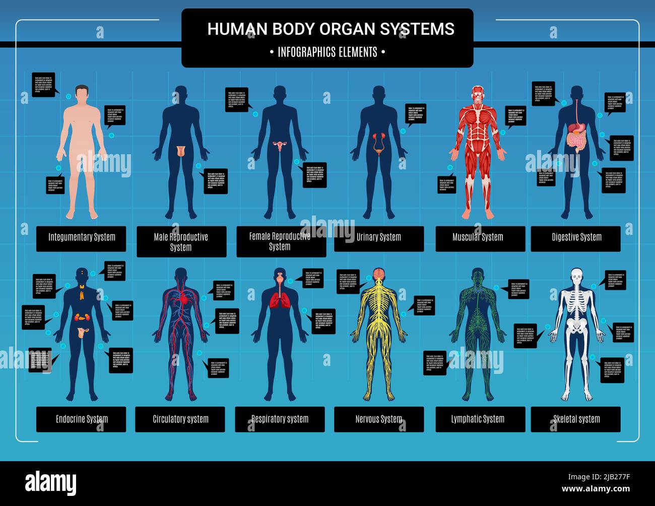 Menschlicher Körper innere Organe Kreislaufnervensystem und Skelettsysteme Anatomie und Physiologie flache pädagogische Infografiken Vektordarstellung Stock Vektor