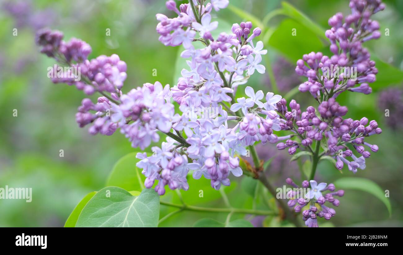 Heller natürlicher Hintergrund für Ihre Projekte aus violetten Fliederblüten vor dem Hintergrund grüner Bäume Stockfoto