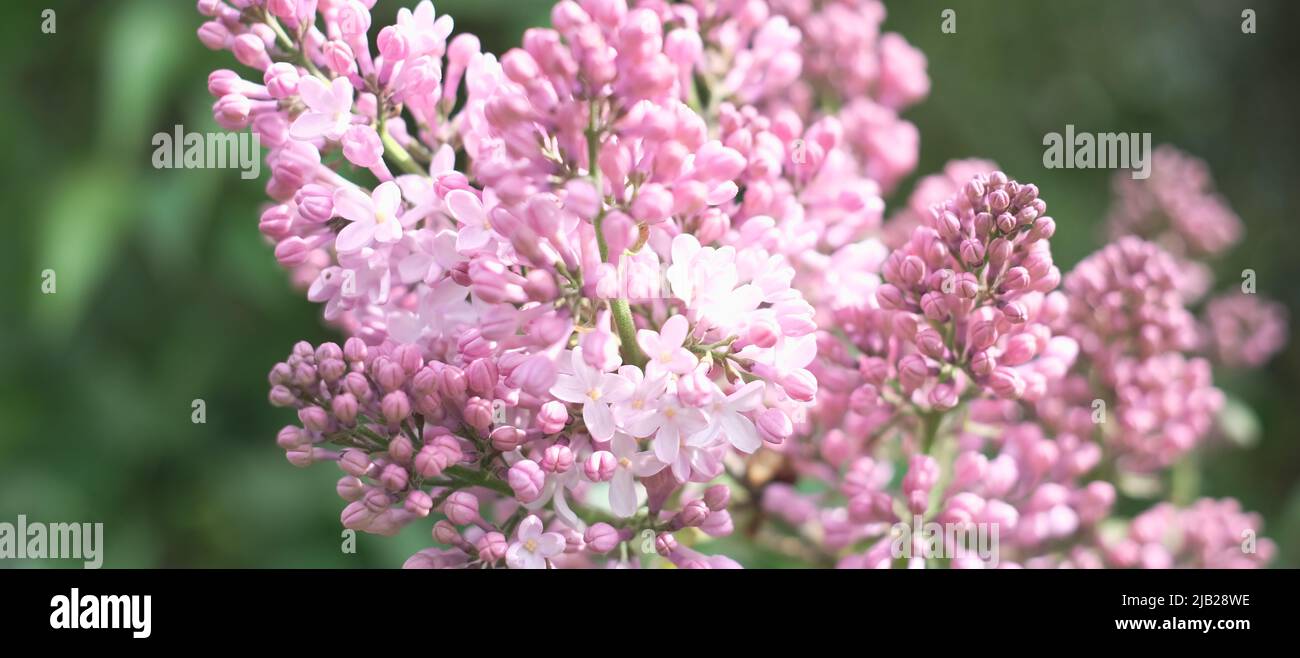 Heller natürlicher Hintergrund für Ihre Projekte aus rosa Fliederblüten vor dem Hintergrund grüner Bäume Stockfoto