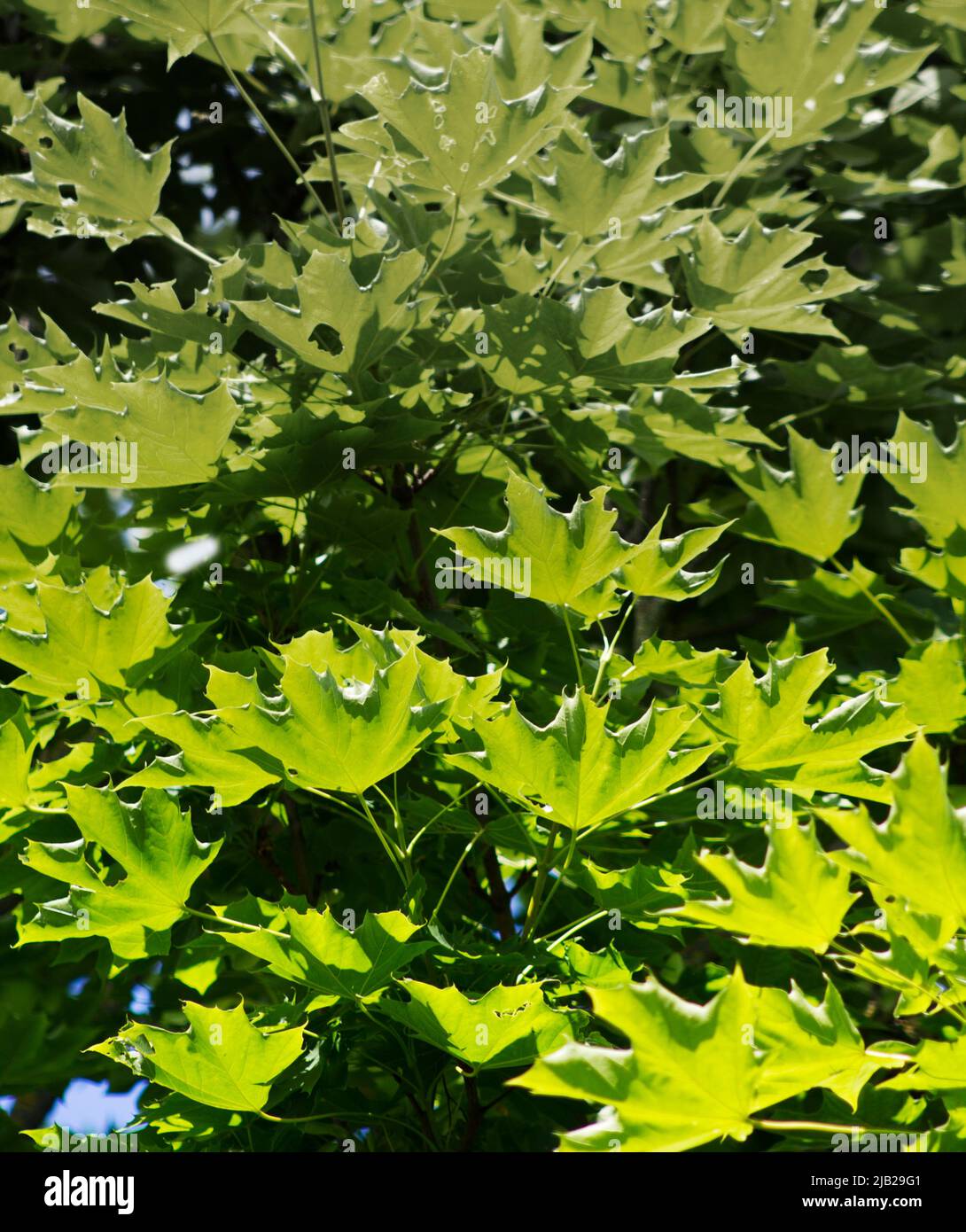 Eine Nahaufnahme der Krone eines Ahornkrons im Frühling Stockfoto