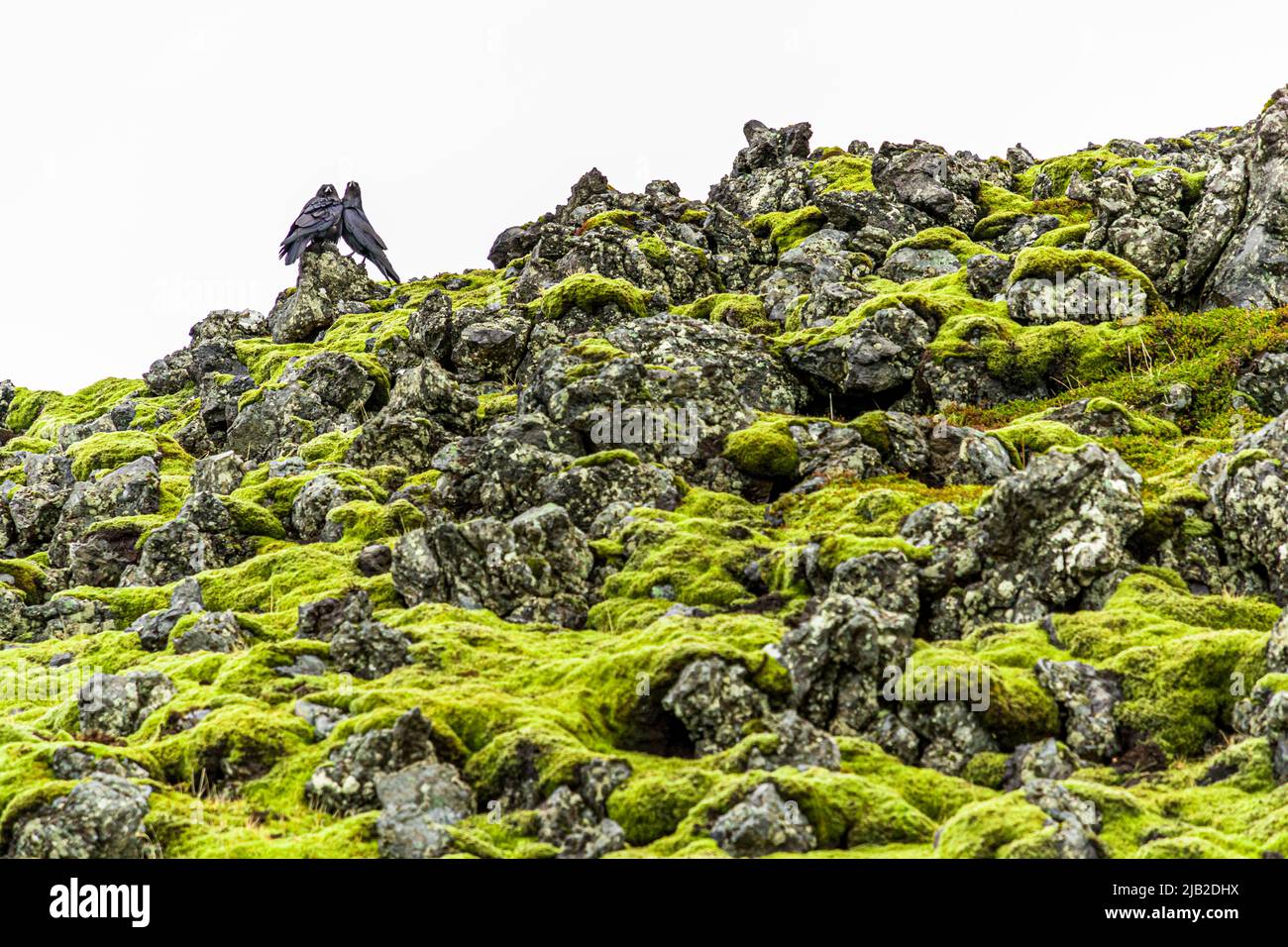 Ein Paar Raben auf einem moosigen Lavafeld in Arnarstapi, Island Stockfoto