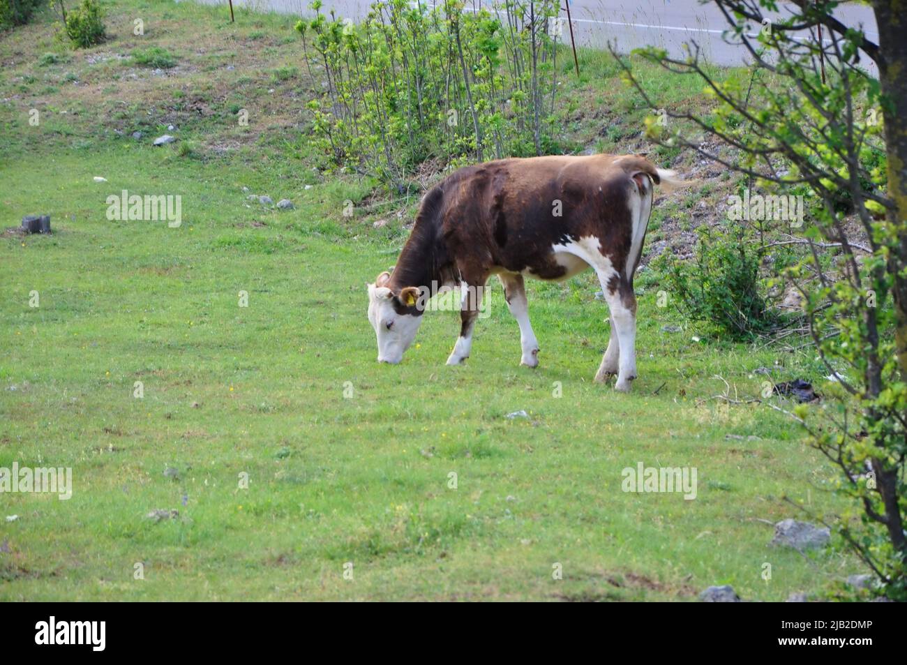 Braune und weiße Kuh auf dem Grobnik-Feld, kroatische Rinderfarm. Eine Kuh grast Gras auf einem kleinen kroatischen Hof. Stockfoto