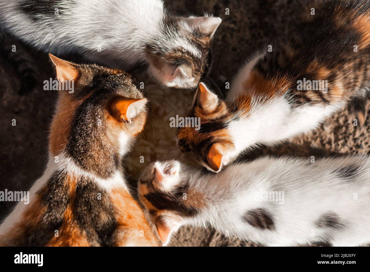 Mutterkatze und 3 Kätzchen essen Nahrung. Blick von oben. Waren für Tiere, Tierhandlung, Haustierbedarf Stockfoto