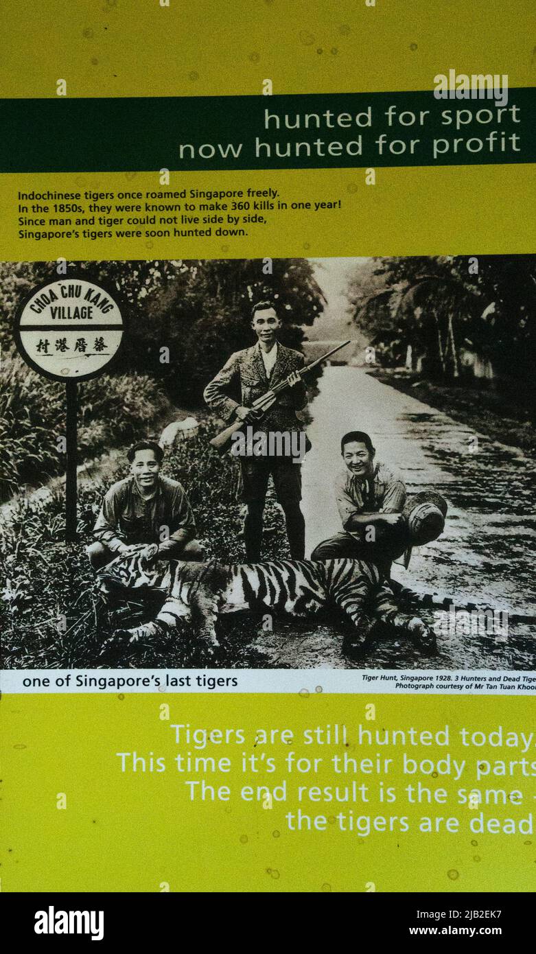 Einer der letzten Tiger, der 1928 in Singapur gedreht wurde, ein Poster aus der Zeit, das im Mandai Wildlife Reserve, Singapore Zoo, ausgestellt wurde Stockfoto