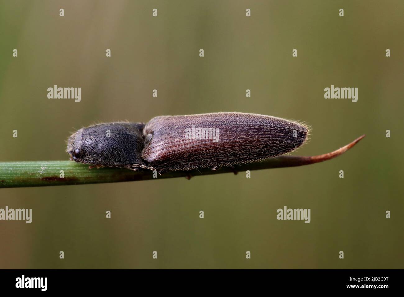 Klicken Sie auf Käfer Athous haemorrhoidalis Stockfoto