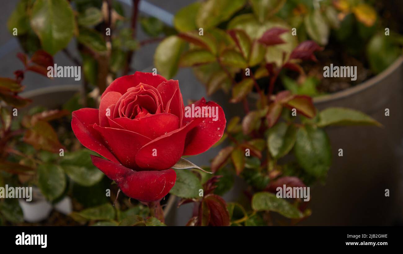 Nahaufnahme von Rosa Hot Chocolate, einer Floribunda Rose, die im Garten im Freien gesehen wird. Stockfoto