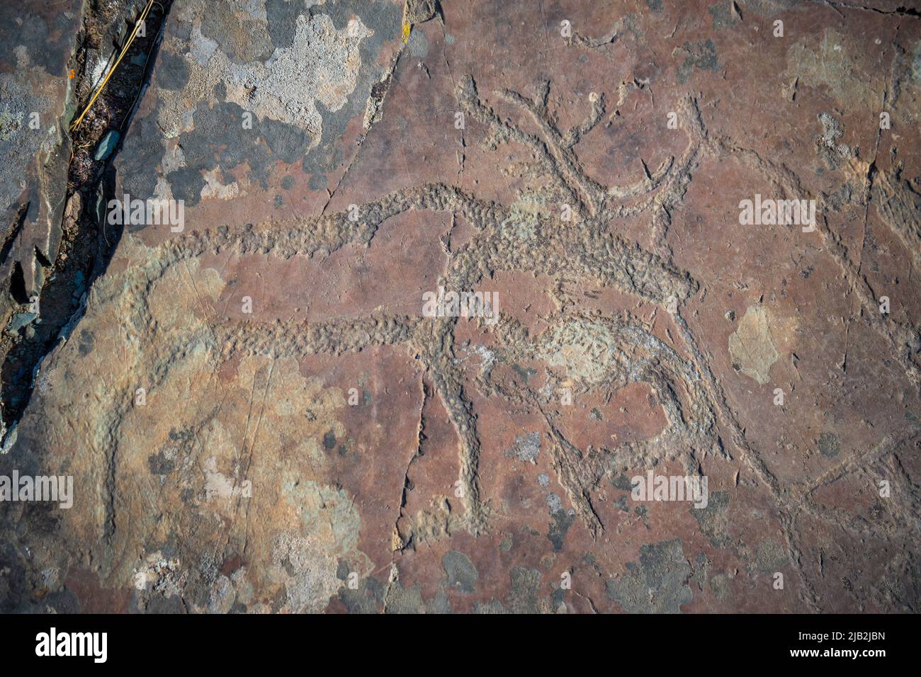 Gezeichnete Figuren auf der Steinmauer. Felsmalerei in Berg der Republik Altai, Russland Stockfoto