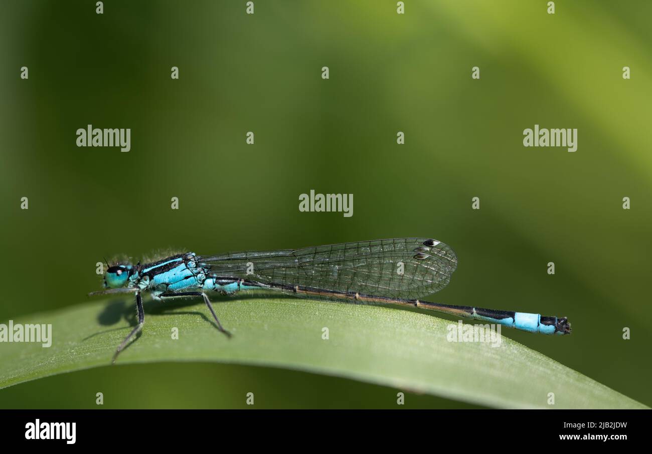 Nahaufnahme einer kleinen Federdrachenfliege (Platycnemis pennipes), die auf einem langen Grashalm vor grünem Hintergrund in der Natur sitzt Stockfoto