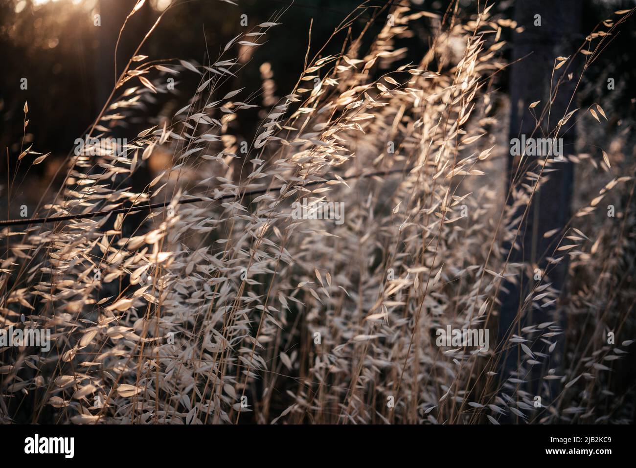 Goldene trockene Haferspiesse mit Hintergrundbeleuchtung und untergehenden Sonnenstrahlen Stockfoto