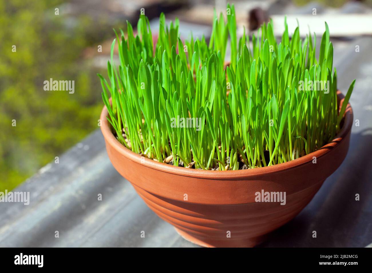 Grünes Gras wächst in einem keramischen Blumentopf. Wachsendes Katzengras auf dem heimischen Balkon. Hafergraspflanze in Terrakotta-Topf aus nächster Nähe. Stockfoto