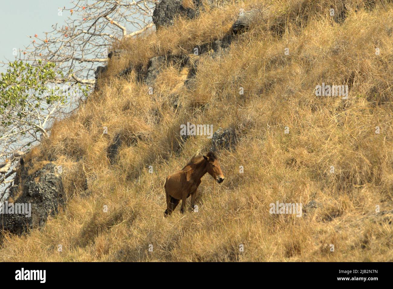 Ein Pony mit Nährstoffmangel weidet während der Trockenzeit auf Trockenrasen im Dorf Prailiang in Mondu, Kanatang, Ost-Sumba, Ost-Nusa Tenggara, Indonesien. 84 Prozent aller terrestrischen Ökosysteme sind durch Veränderungen und Intensivierung von Waldbränden bedroht, so das Übereinkommen der Vereinten Nationen zur Bekämpfung der Wüstenbildung (UNCCD) in seiner Veröffentlichung vom Mai 2022 mit dem Titel „Drought in Numbers: Readiness and Resilience“ (Dürre in Numbers 2022: Restauration for Readiness and Resilience). Stockfoto