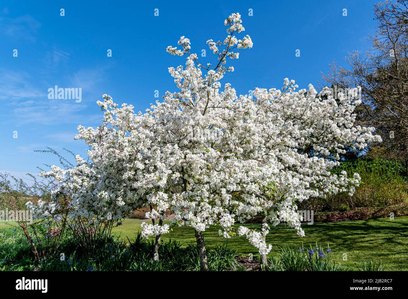 Malus Evereste, Krabbenapfel Evereste, Malus Perpetu, Rosaceae.Weiße Blüten oder blühen in Hülle und Fülle auf diesem auffälligen Baum. Stockfoto