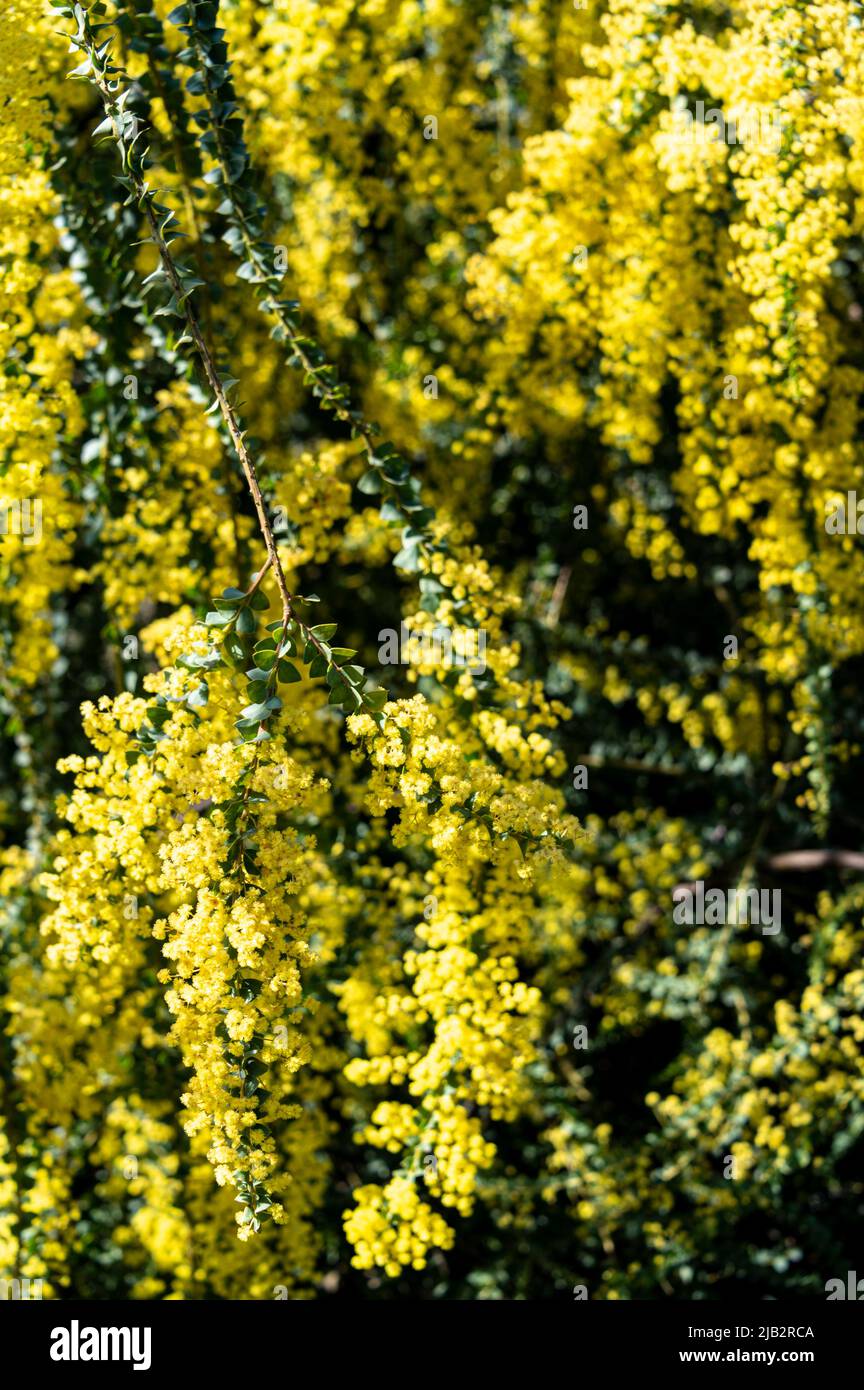 Akazie pravissima, Ofengewächse, Fabaceae. Leuchtend gelbe Trauben. Stockfoto
