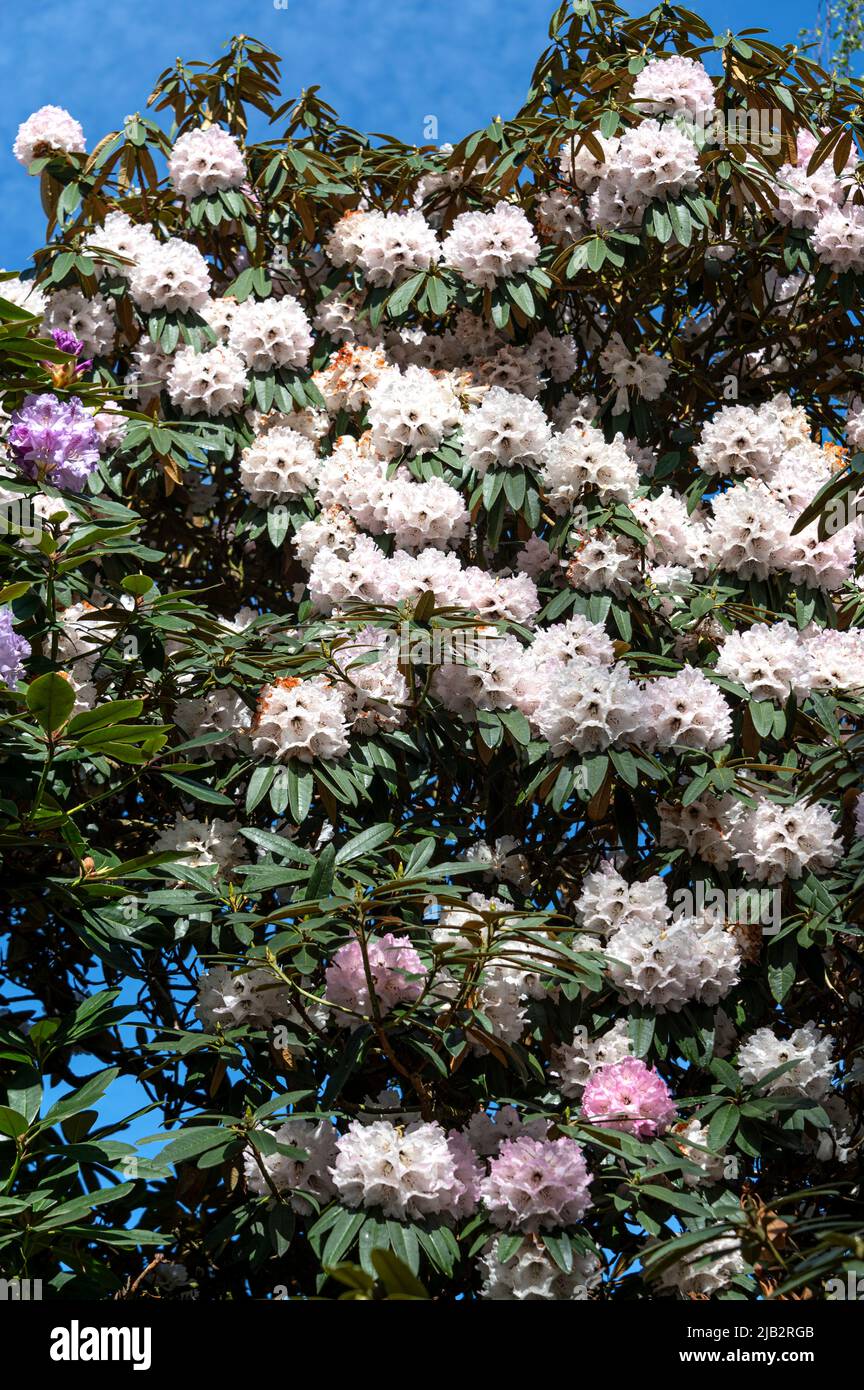 Rhododendron arboreum, baumähnliches Rhododendron, Ericaceae. Mit weißen/rosa Blüten. Stockfoto