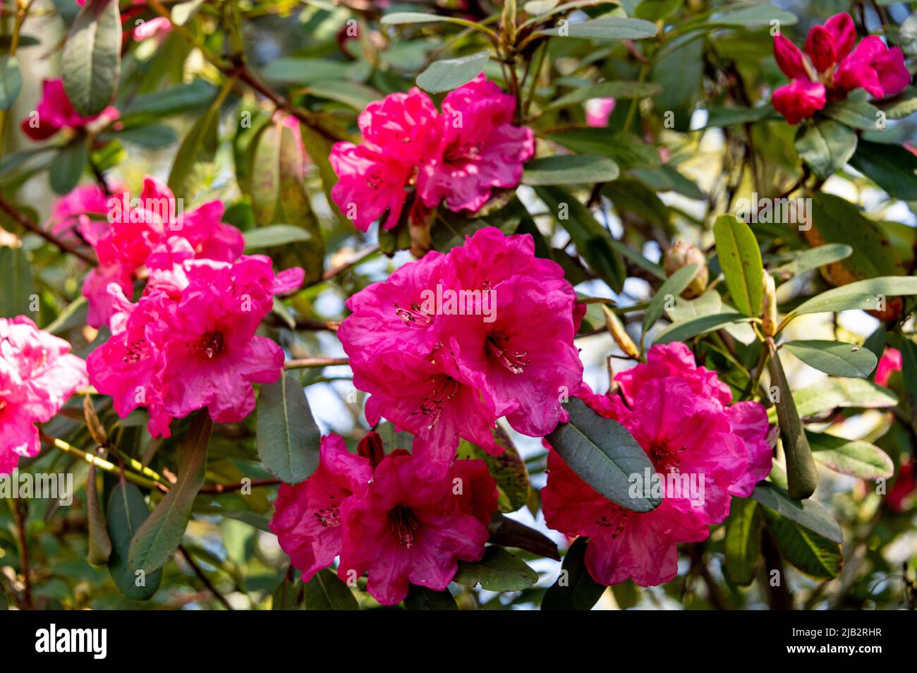 Rhododendron Winsome Gruppe. Mit rosa/roten Blüten. Stockfoto