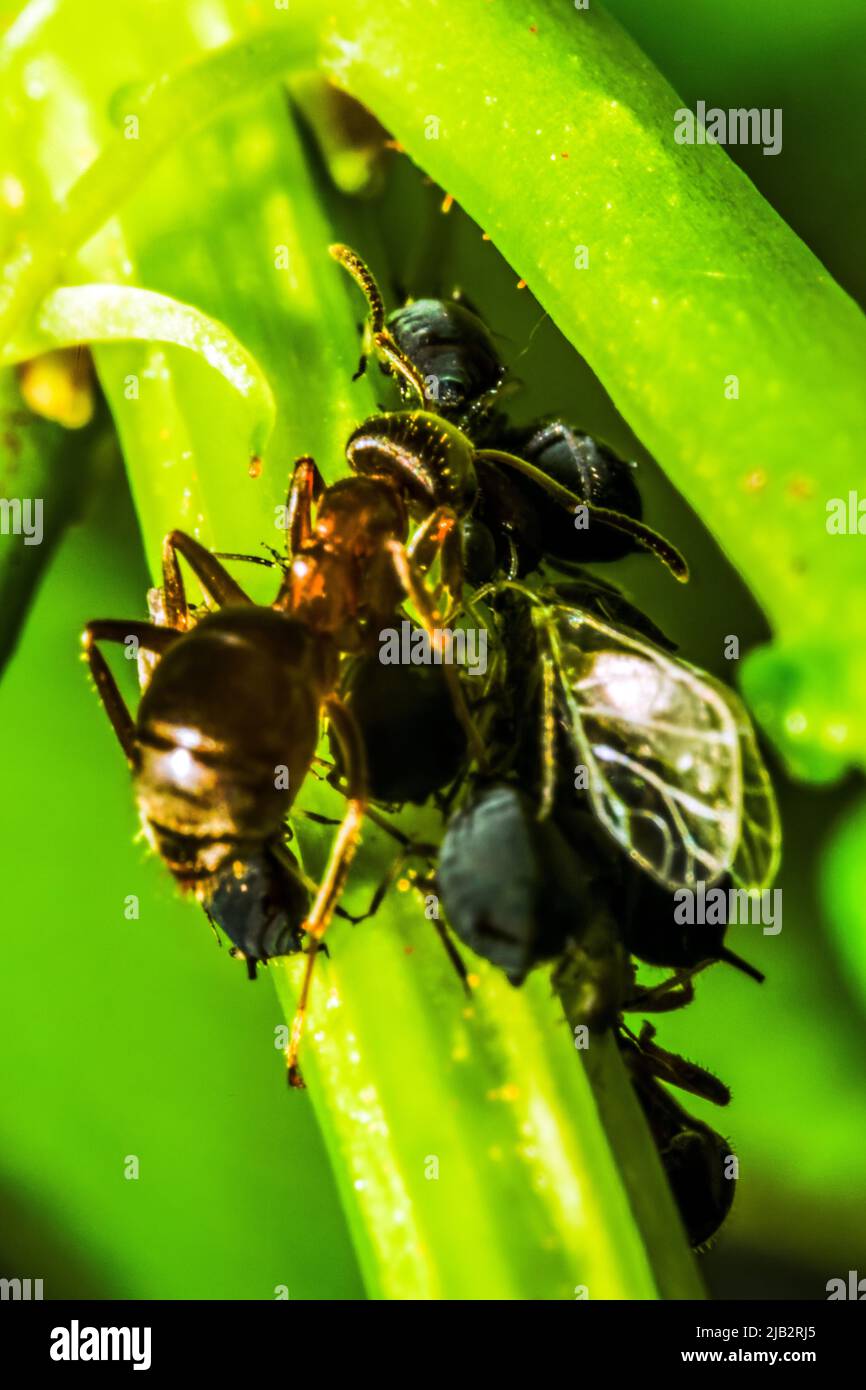 Gruppe von Schwarzfliegen-Blattläusen und einer Ameise auf einer grünen Pflanze Stockfoto