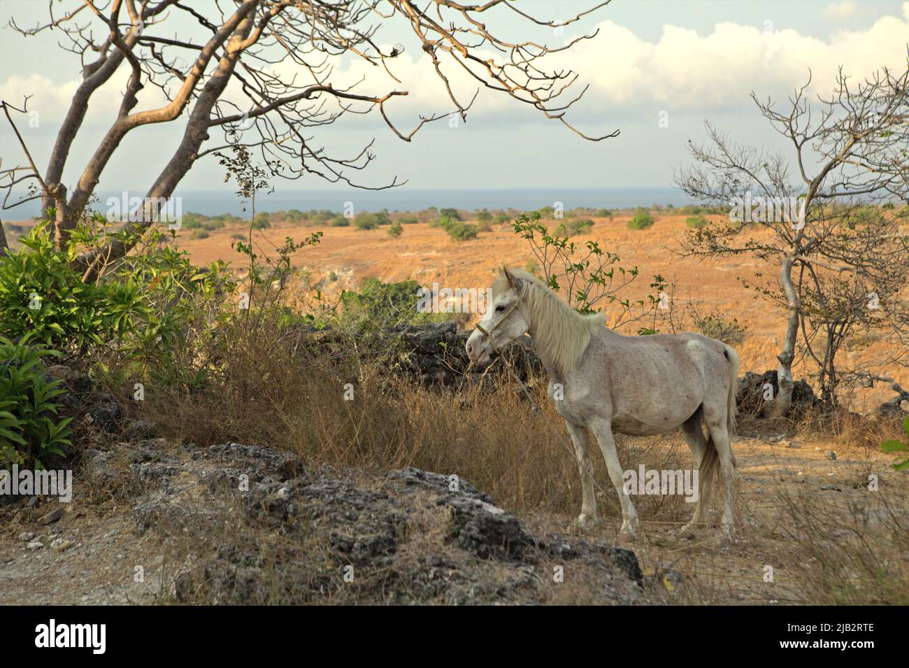 Ein Pony, das in der Nähe des Tores des traditionellen Dorfes Prailiang steht, das auf einem felsigen Hügel in Mondu, Kanatang, East Sumba, East Nusa Tenggara, Indonesien, errichtet wurde. Stockfoto