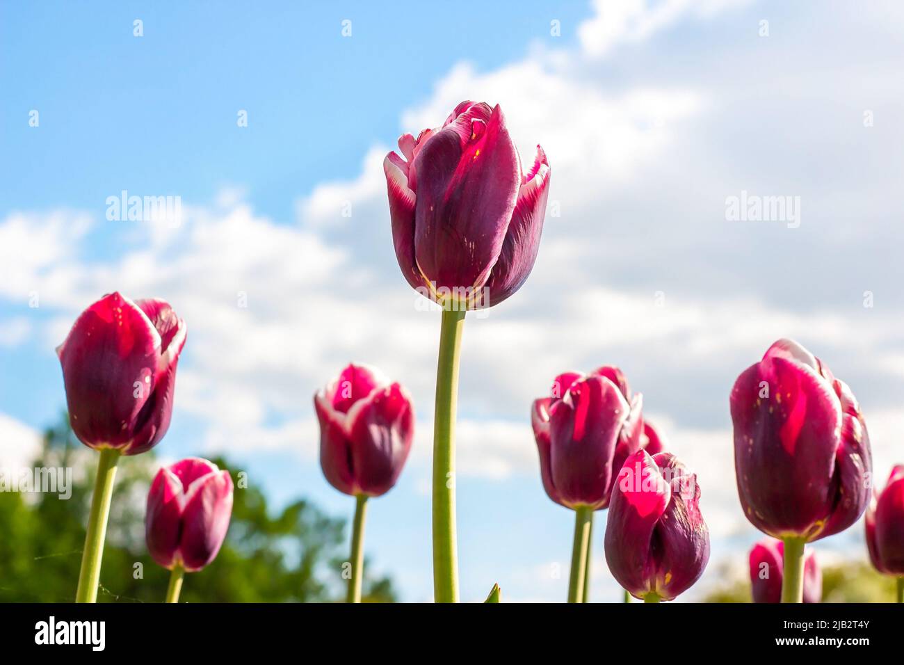 Dunkelviolett blühende Tulpenblüten im Frühling auf dem Feld gegen den blauen Himmel. Stockfoto