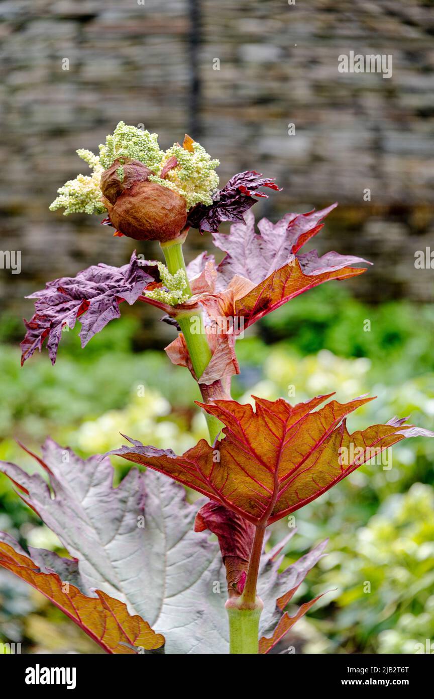 Frühes Frühjahrswachstum mit einer neuen Blütenknospe. Rheum palmatum, chinesischer Rhabarber, Polygonaceae. Stockfoto