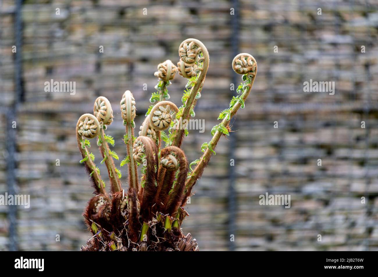 Dicksonia Antartica, weicher Baumfarn, Dicksoniaceae. Frische neue Triebe des Wachstums. Stockfoto