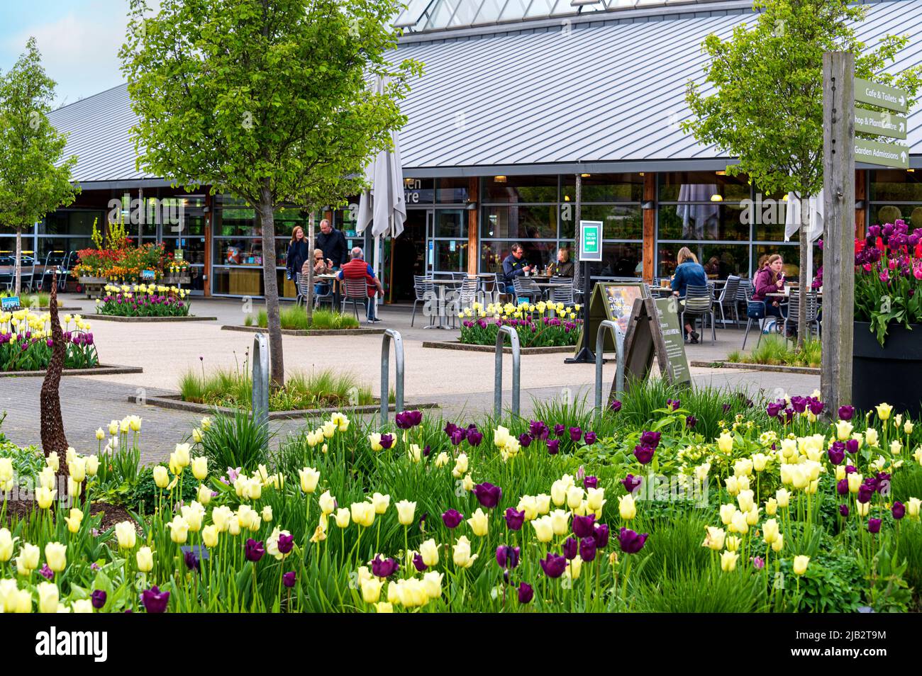 Willkommen im Gebäude und im Café Clover in der RHS Hyde Hall, Essex, an einem sonnigen Frühlingsmorgen, mit einer Fülle von Tulpen in den Blumenbeeten. Stockfoto