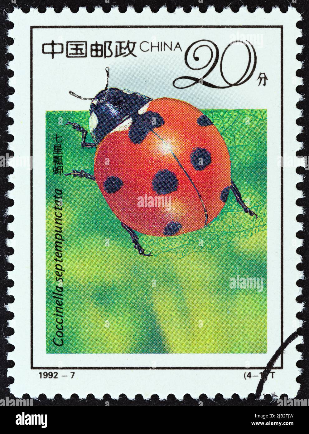 CHINA - UM 1992: Eine in China gedruckte Marke zeigt Siebenfleckige Marienkäfer (Coccinella septempunctata), um 1992. Stockfoto
