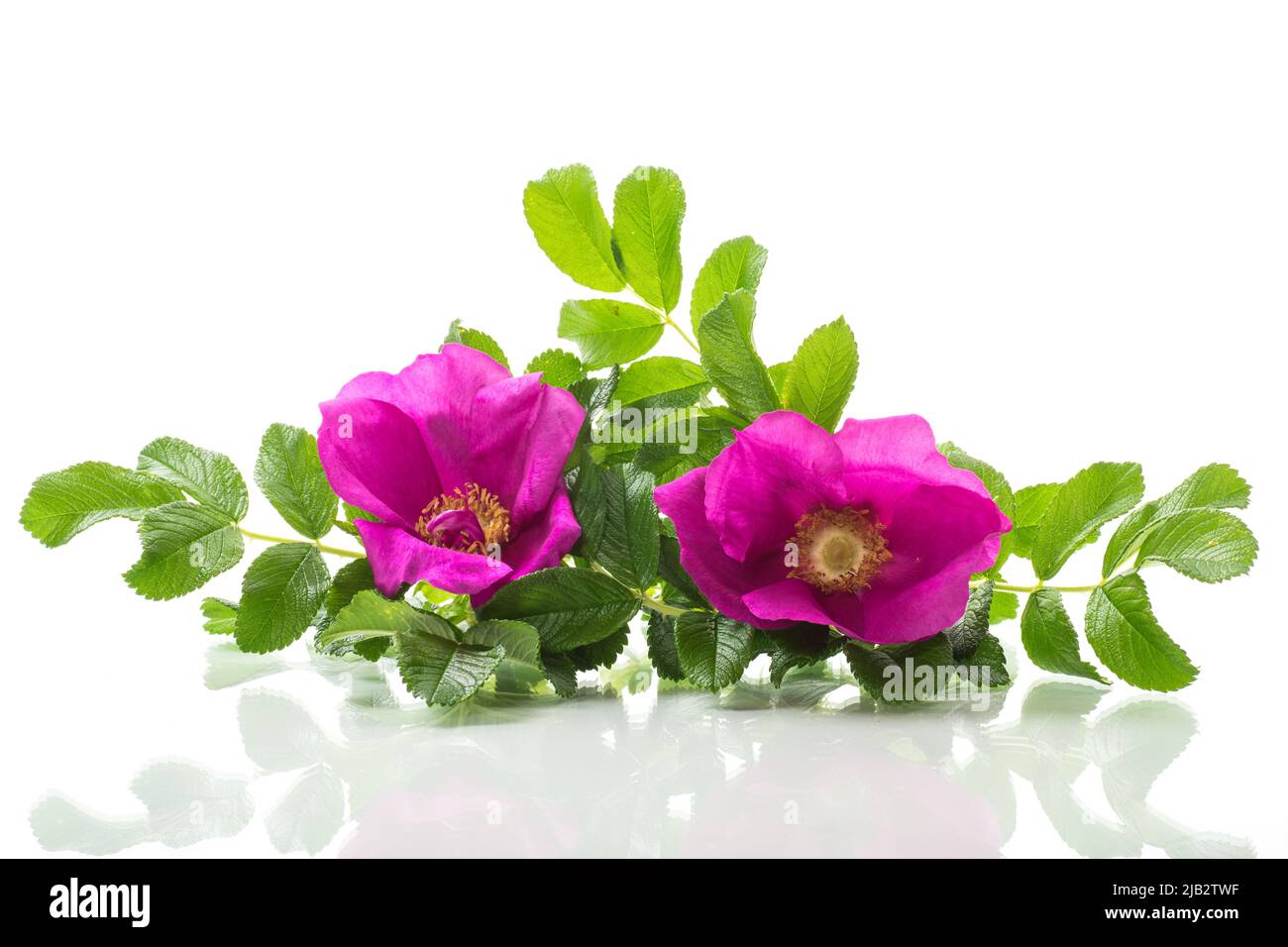 Rosa blühende wilde Rosenblüten isoliert auf weißem Hintergrund Stockfoto