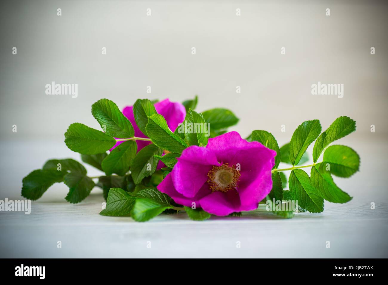 Rosafarbene, blühende, wilde Rosenblüten auf hellem Holzhintergrund Stockfoto